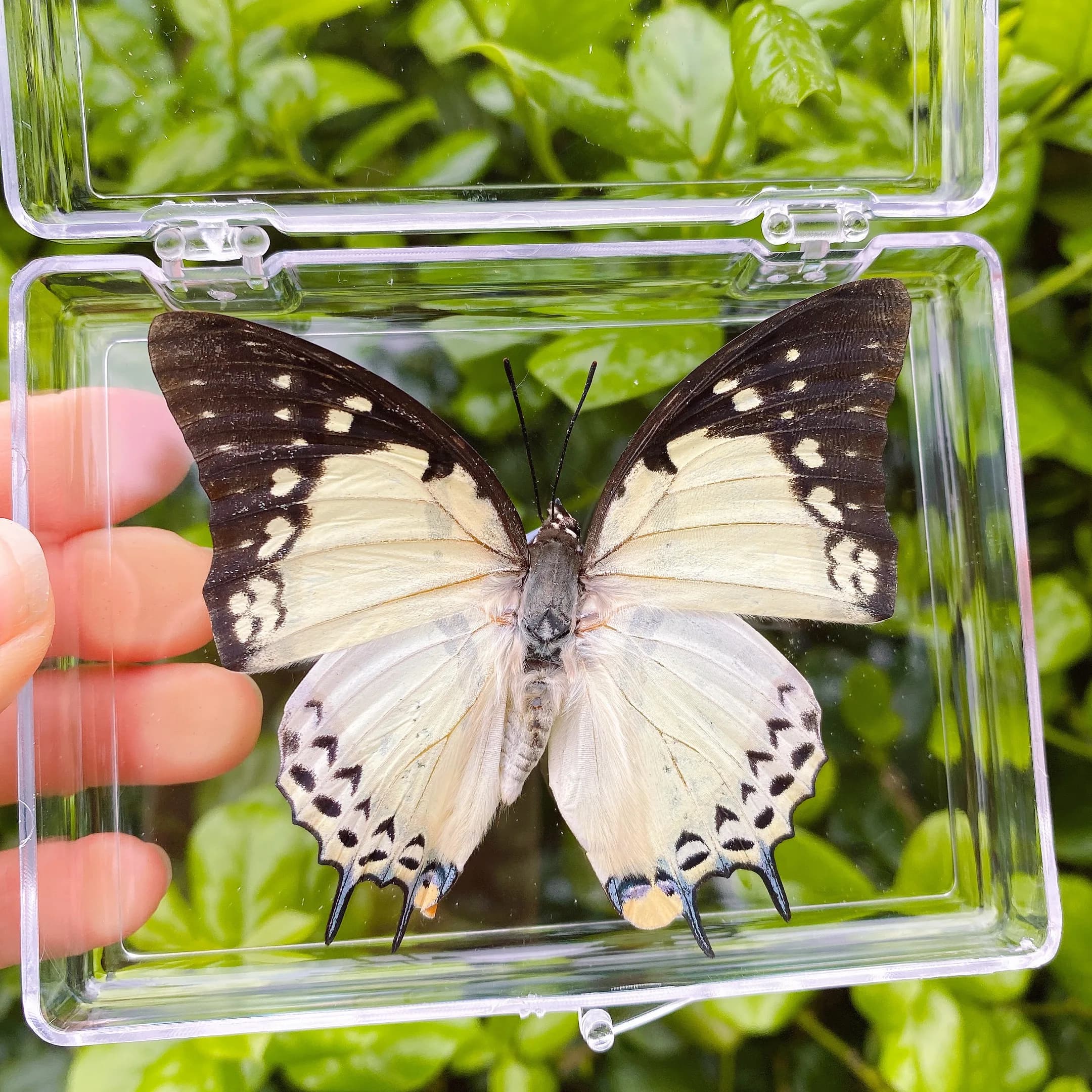 Spécimens de papillons naturels réels pour la décoration de la maison, collection pédagogique, cadea