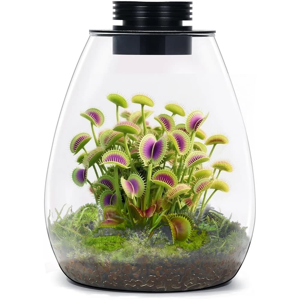 Terrarium en verre pour plantes succulentes, mousse, paysage miniature avec éclairage de croissance 