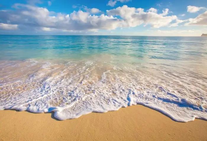 Fond de photographie de plage avec palmiers tropicaux, pour mariage estival, anniversaire de bébé, f