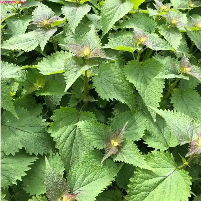 Patchouli séché naturel de haute qualité, polyvalent Guang Huo Xiang pour bricolage, savon artisanal, encens, fabrication de parfum domestique, décoration de maison