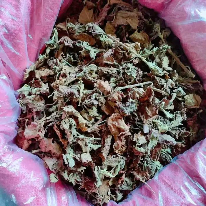 Feuilles de Pogostemon Cablin naturelles séchées (Patchouli/Perilla) pour la fabrication de savons, bougies, encens, parfums domestiques, sachets et garnitures de coussins